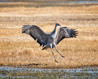 Sandhill Cranes- Monte Vista, CO