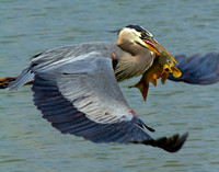 Blue Heron and its lunch
