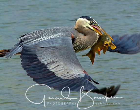 Blue Heron and its lunch