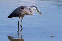 Blue Heron