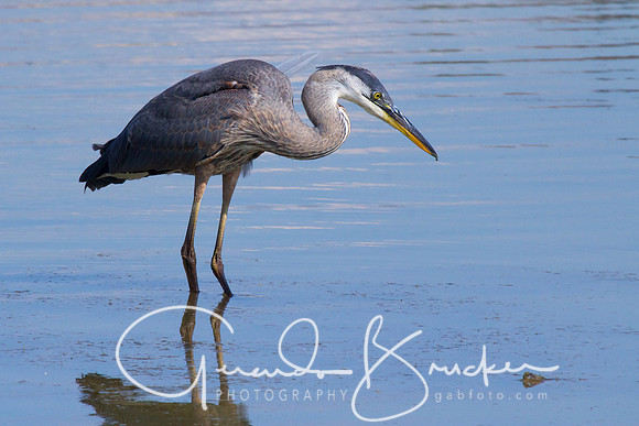 Blue Heron