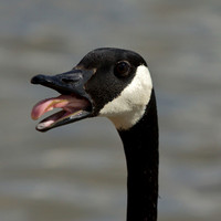 Geese