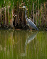 Blue Heron