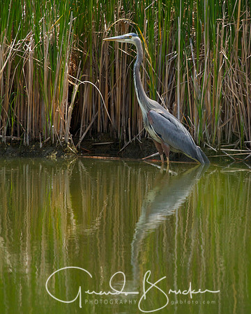 Blue Heron
