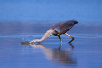 Blue Heron Fishing