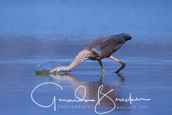 Blue Heron Fishing