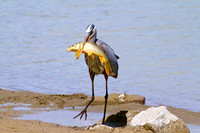 Blue Heron and its lunch