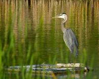 Blue Heron
