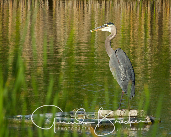 Blue Heron