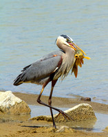 Blue Heron and its lunch