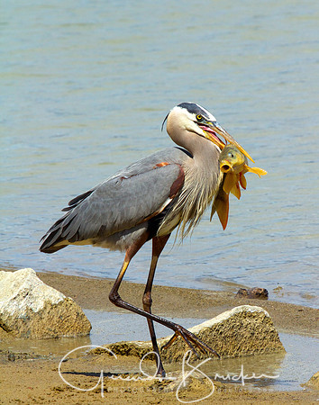 Blue Heron and its lunch