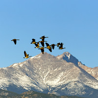 Geese over Longs Peak