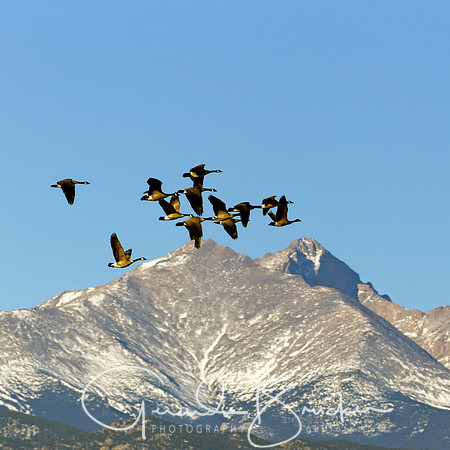 Geese over Longs Peak
