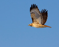 Red Tail Hawk