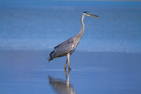Blue Heron