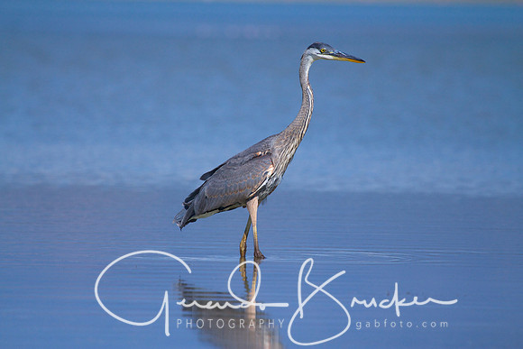 Blue Heron
