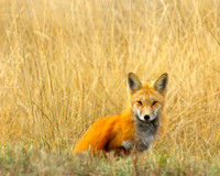 Wildlife, Colorado