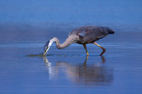 Blue Heron Fishing