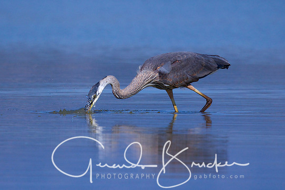 Blue Heron Fishing