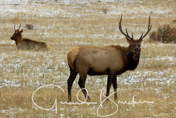 Elk at Rocky Mountain National Park