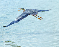 Blue Heron