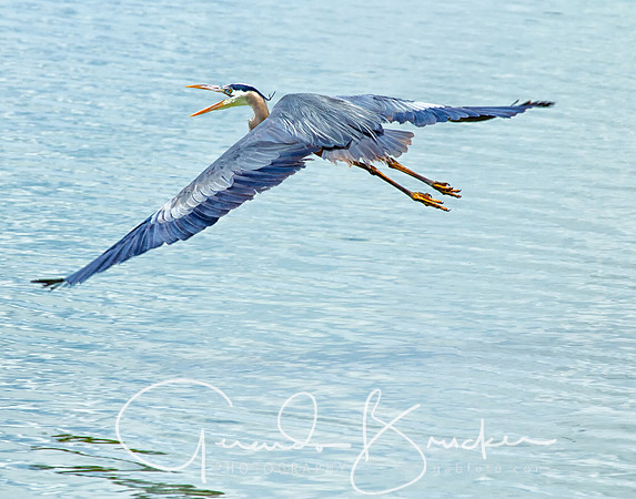 Blue Heron