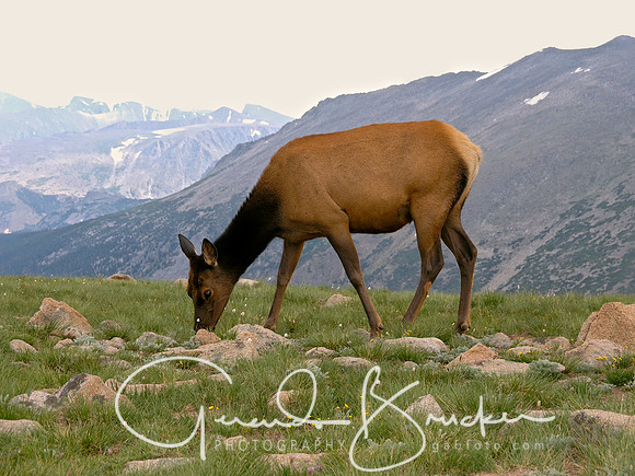 Elk at Rocky Mountain National Park