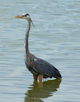 Blue Heron