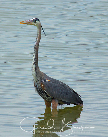 Blue Heron