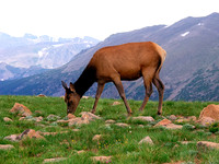 Elk, Rocky Mountain National Park