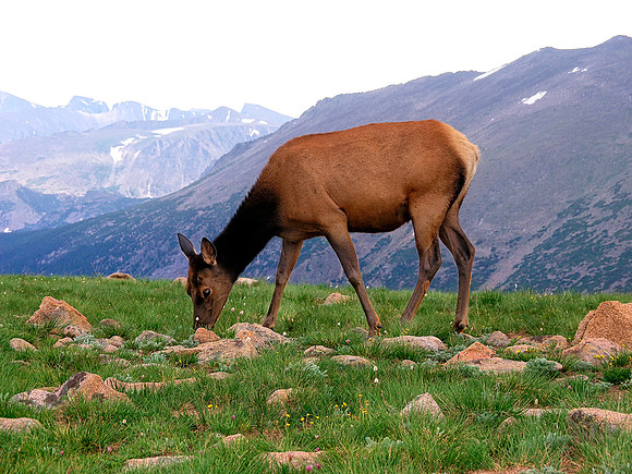 Elk, Rocky Mountain National Park