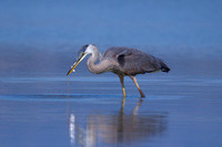 Blue Heron