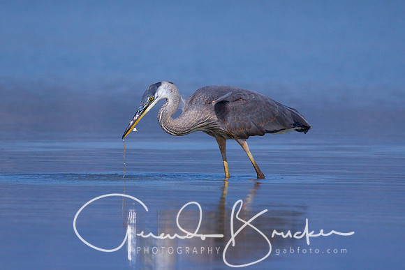 Blue Heron