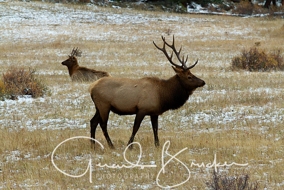 Elk at Rocky Mountain National Park