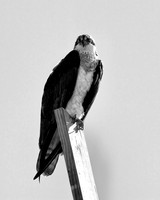 Osprey